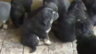 Щенки тибетского мастифа