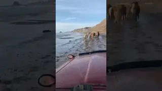 Рубрика: в мире животных!