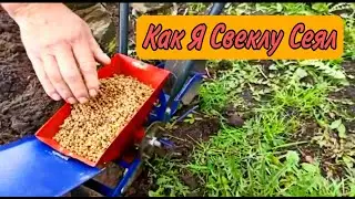 How I sow fodder beets. Spring sowing of beets.