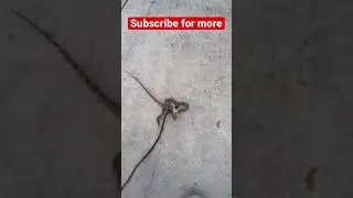 Walking pet dragon