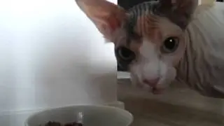 Blixa eating