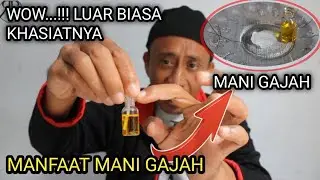 KHASIAT MANI GAJAH
