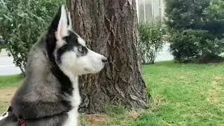 Laki xaski prikolno ) husky