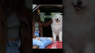 ¿Conocías Esta Raza de Perro?