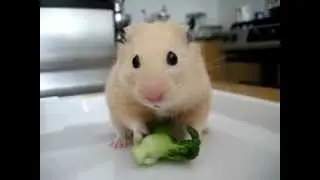 Милый хомячек кушает броколи
