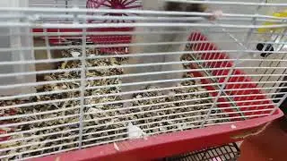 Как РОЕТ ХОМЯЧОК