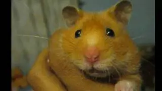 Toffee the cutest hamster!