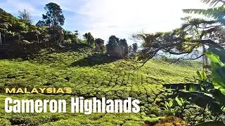 Chilling in Malaysia's cool Cameron Highlands