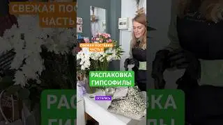 РАСПАКОВКА ГИПСОФИЛЫ