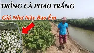 kỹ thuật trồng cây cà pháo trắng - chia sẻ GIÁ CÀ PHÁO thông thường khi THU HOẠCH🌲