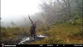 Big malform sambar stag at a high country wallow