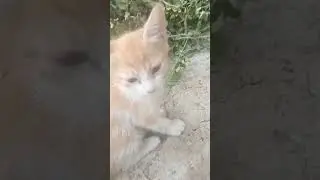Сабине купили котёнка