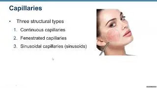 Blood Vessels.