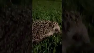 hedge hog