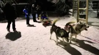 Husky Park.Рованиеми. Упряжка перед стартом.