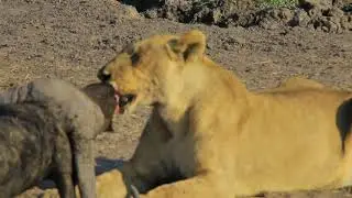 Have You EVER Seen A Lioness Feeding In The Wild