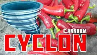 Cyclon - Annuum