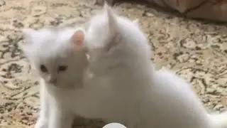 Cute naughty kitties playing 🐱 #cute #kitten #cat #kitten #video #ajchubs
