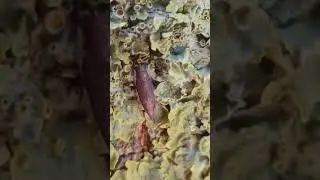 Cicada