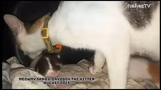 CAT GIVING BIRTH