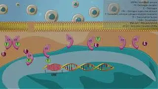 Selective estrogen receptor modulator - Tamoxifen