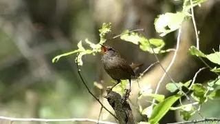 Strzyżyk zwyczajny - śpiew / Eurasian wren - singing (Troglodytes troglodytes)
