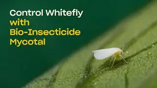 Control Whitefly with Bio-Insecticide Mycotal (Lecanicillium muscarium)