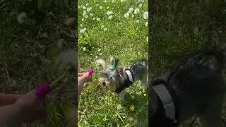 Майя и одуванчики