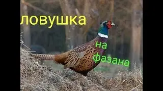 Ловушка на фазана