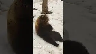 Лежу и пузико чешу🐻😏/Bear Mansur