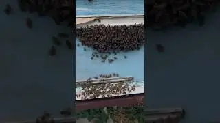 Так ночуют пчелы в жару!🐝🐝🐝🐝🐝🐝🐝🐝🐝🐝🐝
