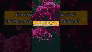 Stt Thả Thính 2021 (phần 29) - Những Câu Nói Thả Thính Hay