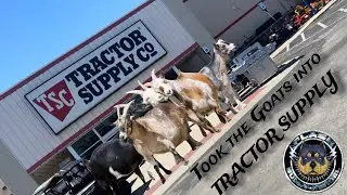 Took the Goats into the Tractor Supply store