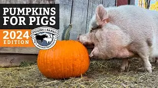 Pumpkins for Pigs at Piggins and Banks (2024)