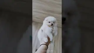 #померанский_шпиц