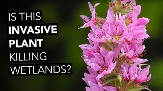 Is This Invasive Plant Killing Wetlands?