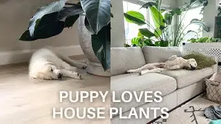 Golden Retriever Grows Up Loving House Plants