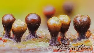 Makrofotos im Herbstwald