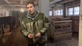 Как узнать вес коров, быков без весов при помощи обычной веревки, если нет измерительной ленты.