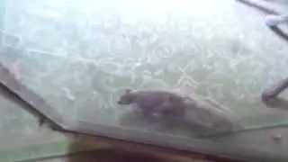 July 10, 2024 Crazy little ballsy squirrel