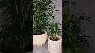 Пальма Хамедорея