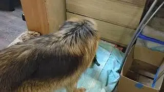 Честно поделили обязанности🤪