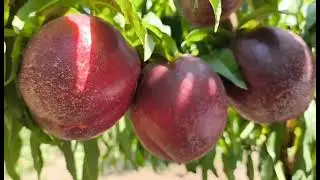 Нектарин Ванг 8. Nectarine Vang 8. Невибагливий, ранній, гарний, промисловий