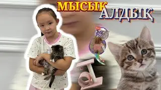 😻😺 ІНЖУ МЫСЫҚ АЛДЫ 😍😊 Мысығымызға заттар алдық 🛁🪮🩷🥰