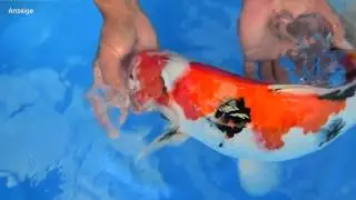 Modern Koi Blog 