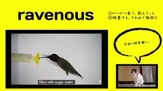 英検1級【過去問】700単語 Ravenous