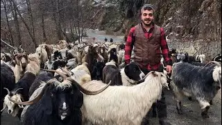 Rizeli Çoban Keçilerine Türkü Söylüyor - METE SARAÇ