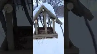 Оригинальная кормушка для птиц своими руками