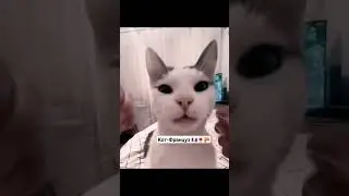 Кот-Француз 🇨🇵🍷🥐