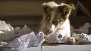 Parasite - On Paper (Official Video)